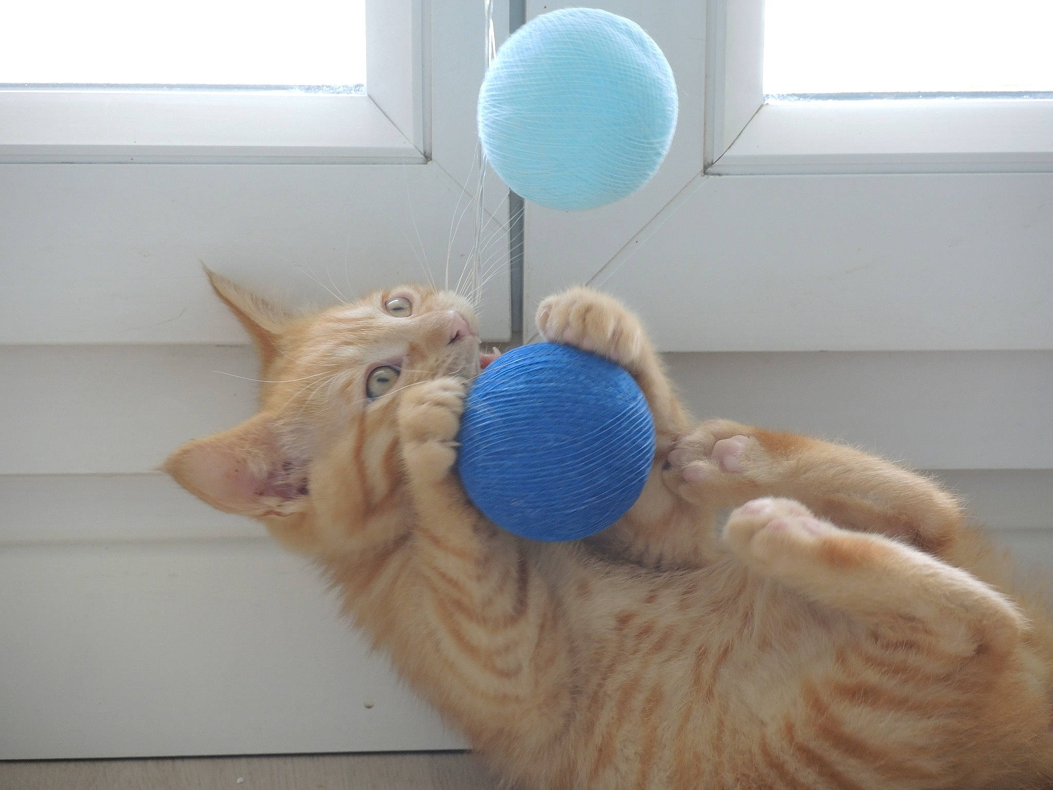 Charli a rejoint le concours — aidez-le/la à gagner de superbes lots ! bed, carnivore, cat, comfort, domestic_short_haired_cat, fawn, felidae, fur, paw, room, small_to_medium_sized_cats, stuffed_toy, tail, toy, vertebrate, whiskers, window, window_blind, wood, wool