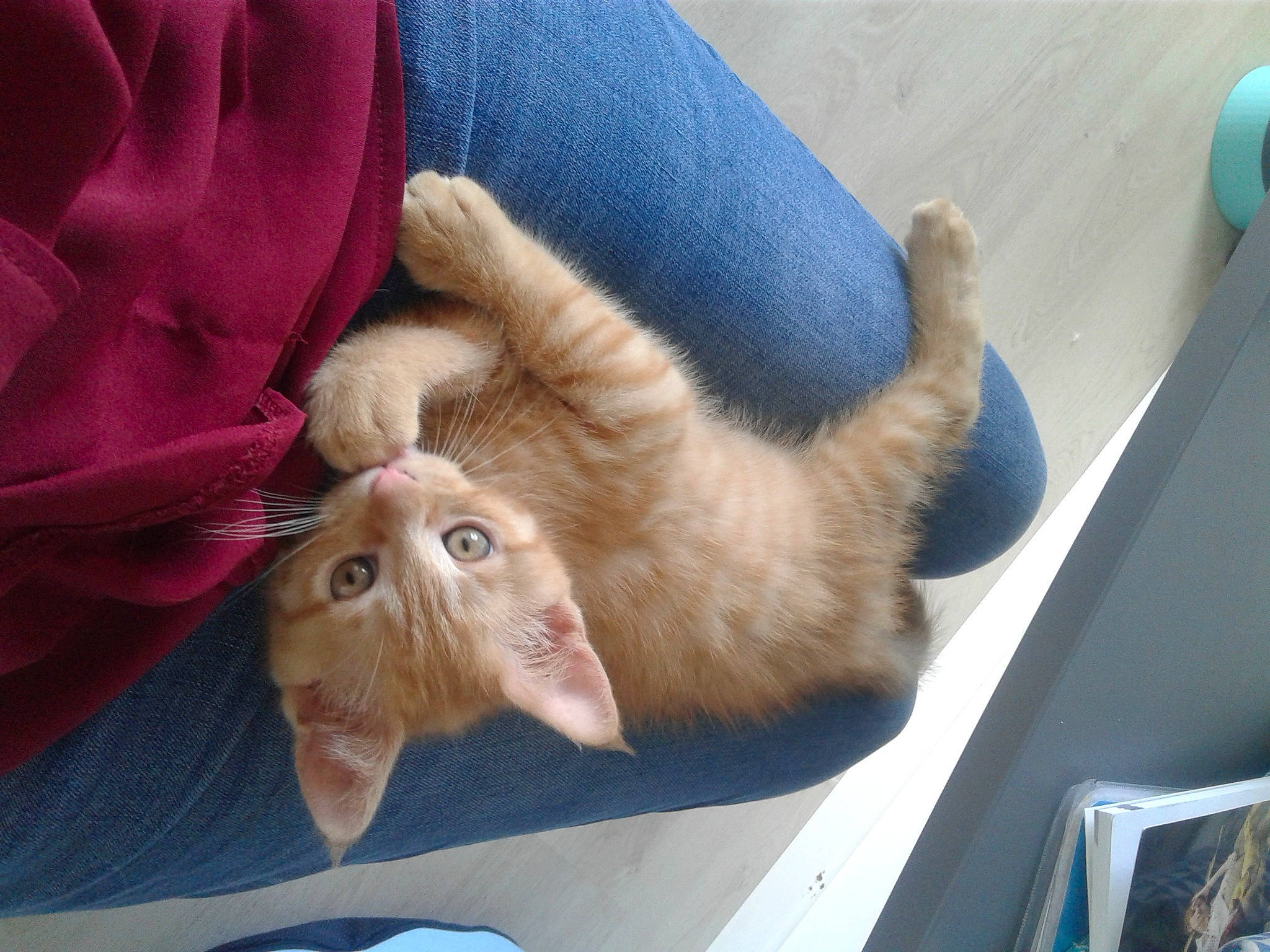 Charli a rejoint le concours — aidez-le/la à gagner de superbes lots ! blue, canidae, carnivore, cat, claw, comfort, domestic_short_haired_cat, ear, fawn, felidae, fur, gesture, mammal, paw, small_to_medium_sized_cats, snout, sporting_group, tail, vertebrate, whiskers