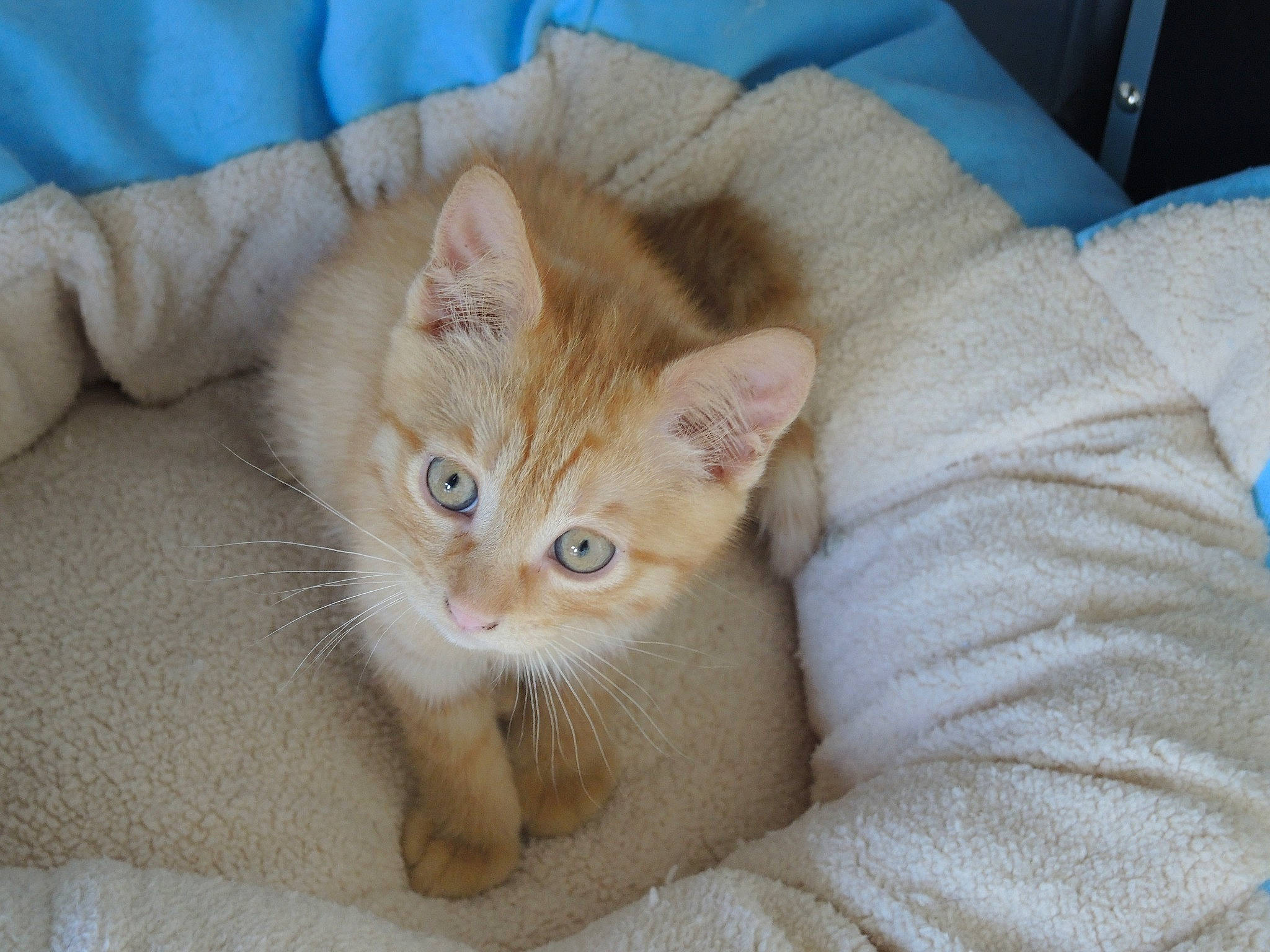 Charli a rejoint le concours — aidez-le/la à gagner de superbes lots ! carnivore, cat, claw, comfort, couch, domestic_short_haired_cat, eye, fawn, felidae, foot, fur, iris, linens, paw, sitting, small_to_medium_sized_cats, snout, tail, whiskers, wood