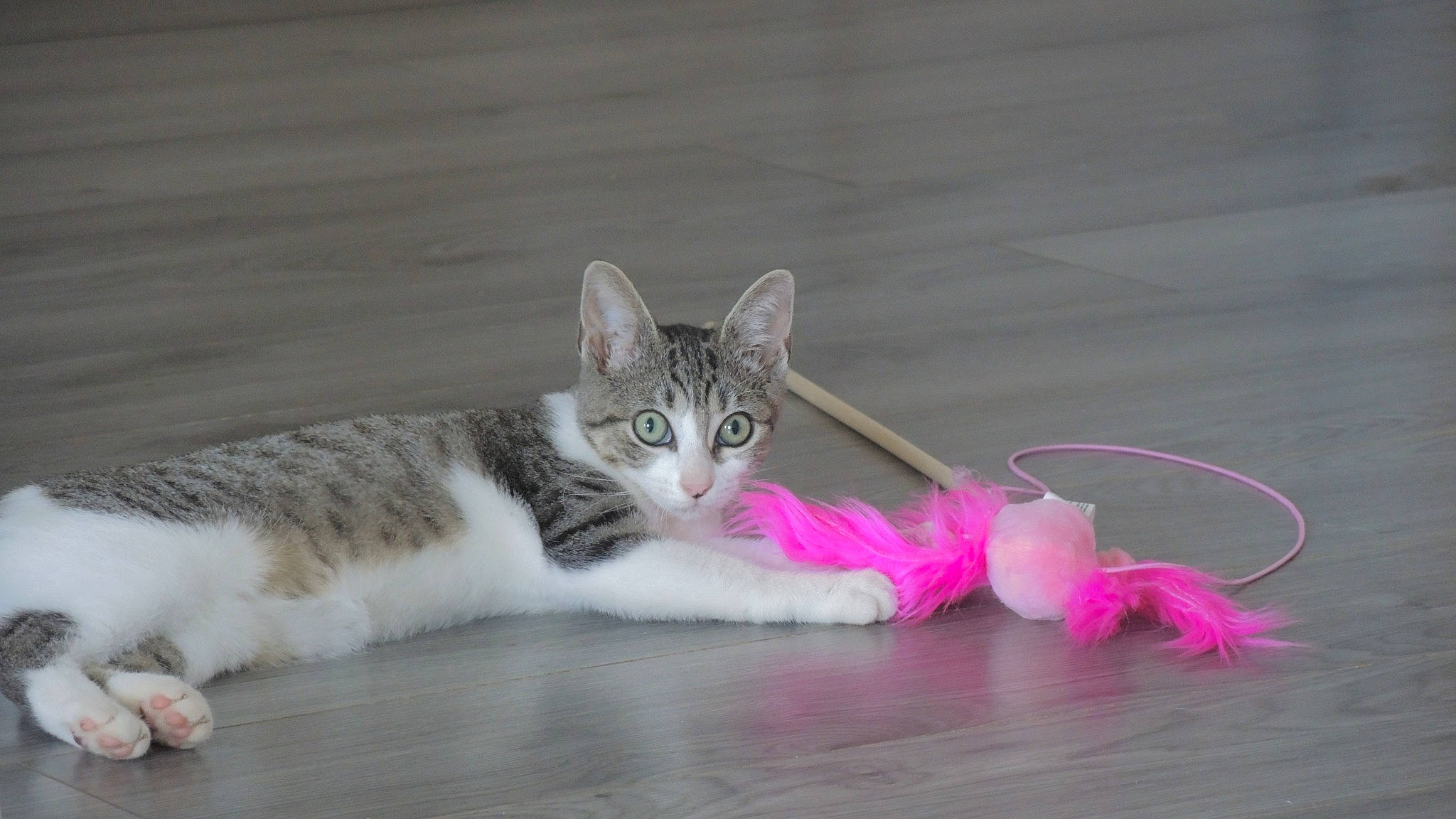 Peach a rejoint le concours — aidez-le/la à gagner de superbes lots ! carnivore, cat, cat_toy, claw, domestic_short_haired_cat, felidae, flooring, foot, fur, grass, organism, paw, sitting, small_to_medium_sized_cats, snout, tail, terrestrial_animal, toy, whiskers, wildlife