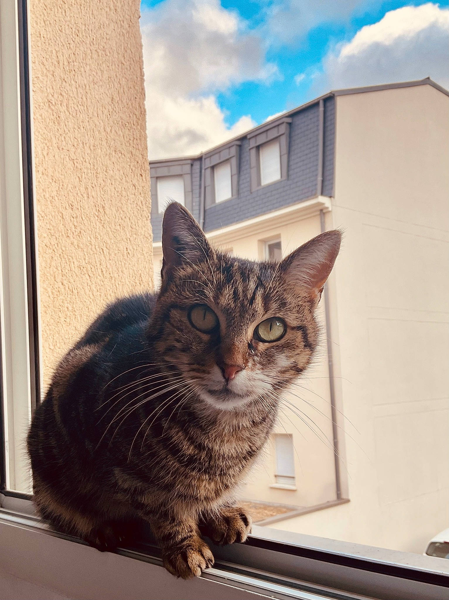 Sepho participe au concours pour gagner de l'argent avec cette photo : building, carnivore, cat, cloud, domestic_short_haired_cat, door, felidae, fur, grey, house, metal, sitting, sky, small_to_medium_sized_cats, snout, tail, tree, whiskers, window, wood
