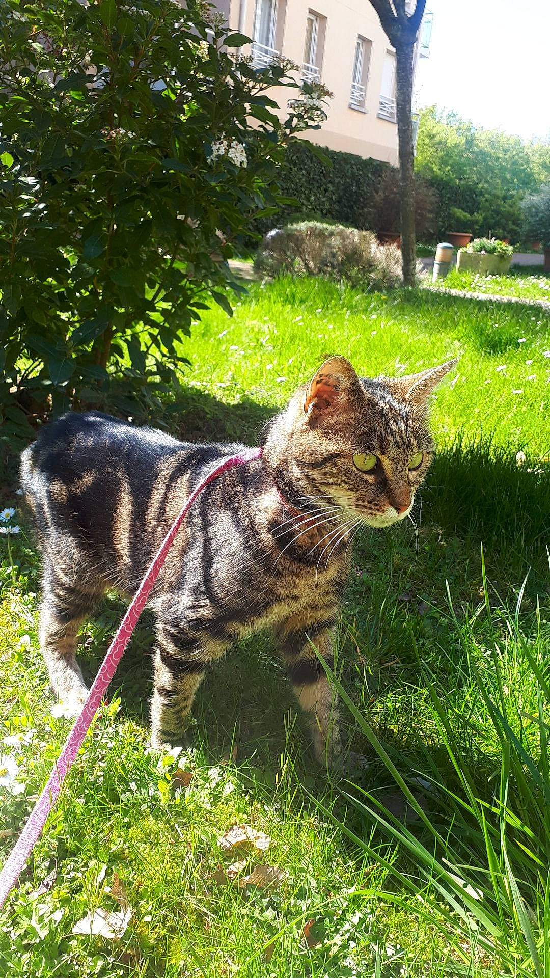 Sepho a rejoint le concours — aidez-le/la à gagner de superbes lots ! carnivore, cat, collar, domestic_short_haired_cat, fawn, felidae, fur, garden, grass, grass_family, groundcover, plant, small_to_medium_sized_cats, snout, sporting_group, tail, terrestrial_animal, tree, whiskers, window