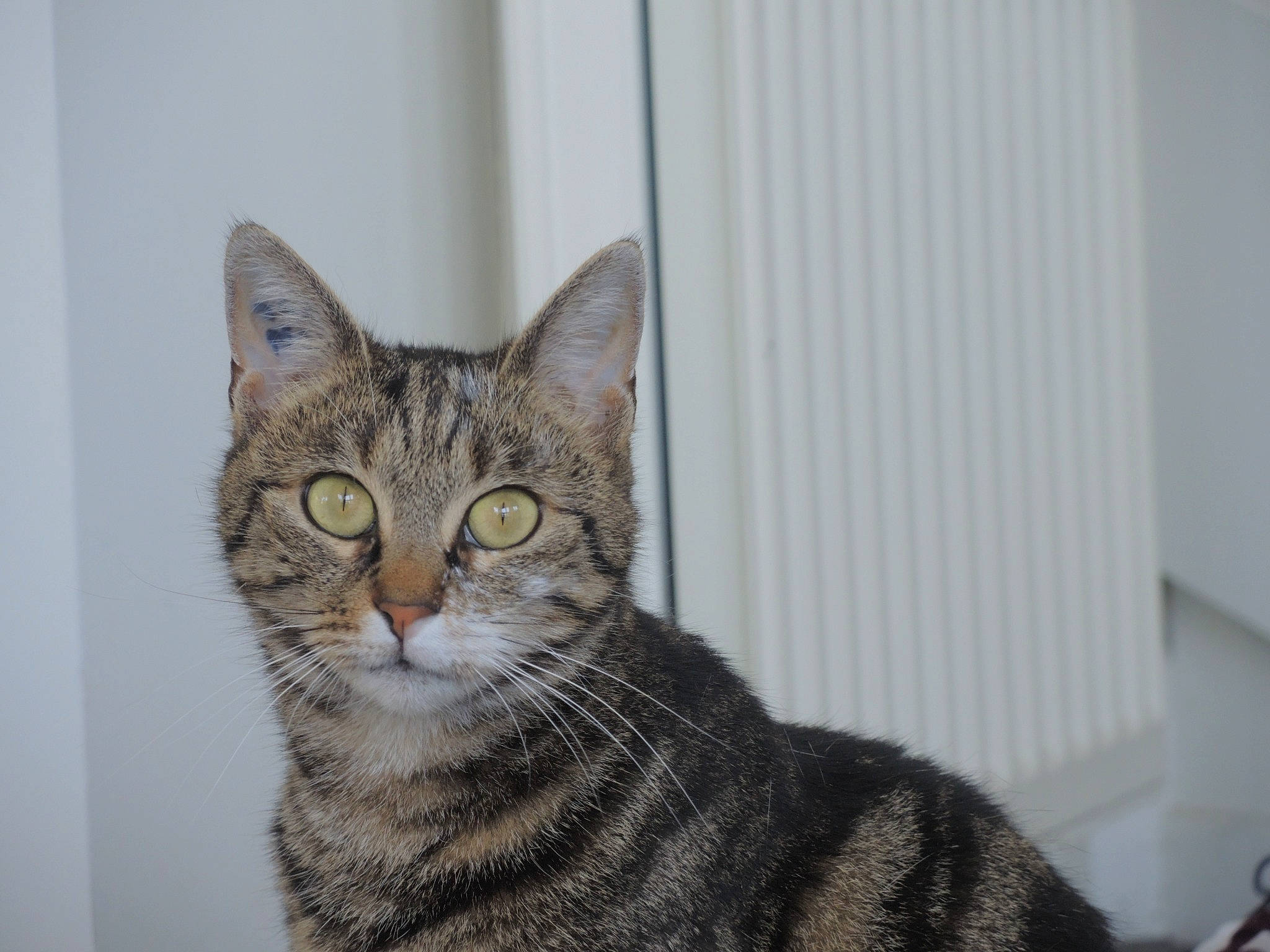 Sepho participe au concours pour gagner de l'argent avec cette photo : art, carnivore, cat, domestic_short_haired_cat, felidae, fur, small_to_medium_sized_cats, snout, tail, terrestrial_animal, whiskers, window