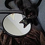 cat, black_cat, mirror, reflection, couch, blanket, indoor, pet, animal, curious, feline, cozy, gray, closeup, looking, resting, household, domestic, soft, cute