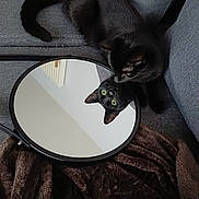 Pho participe au concours pour gagner de l'argent avec cette photo : cat, black_cat, mirror, reflection, couch, blanket, indoor, pet, animal, curious, feline, cozy, gray, closeup, looking, resting, household, domestic, soft, cute