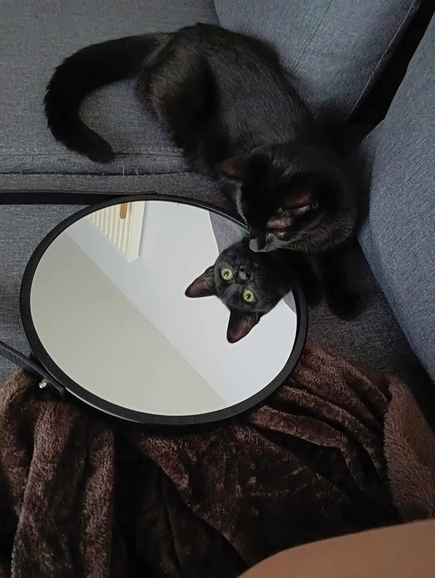 Pho participe au concours pour gagner de l'argent avec cette photo : cat, black_cat, mirror, reflection, couch, blanket, indoor, pet, animal, curious, feline, cozy, gray, closeup, looking, resting, household, domestic, soft, cute