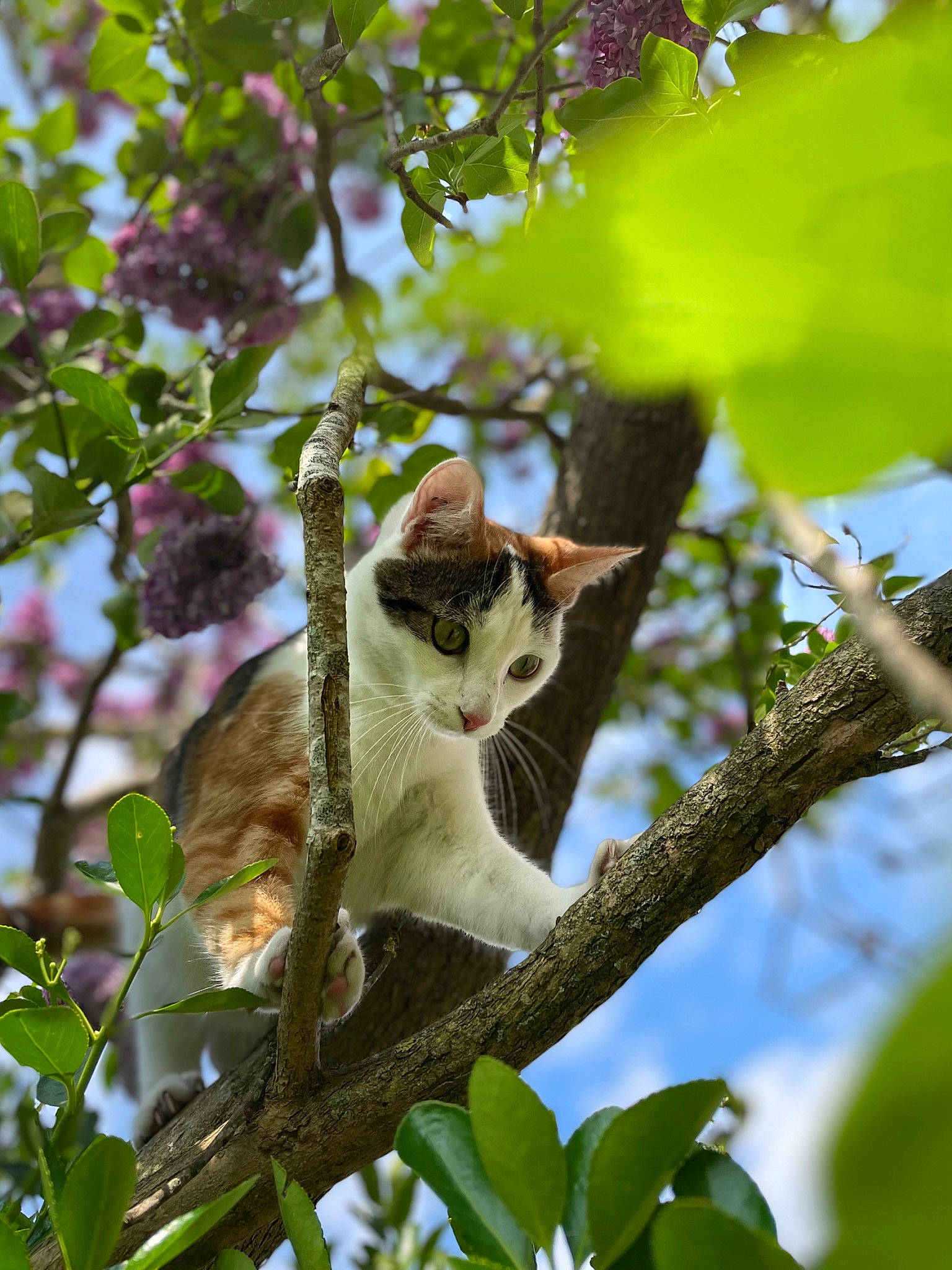 Dana participe au concours pour gagner de l'argent avec cette photo : botany, branch, carnivore, cat, domestic_short_haired_cat, fawn, felidae, grass, leaf, plant, small_to_medium_sized_cats, snout, tail, tree, trunk, twig, vegetation, whiskers, wood, woody_plant