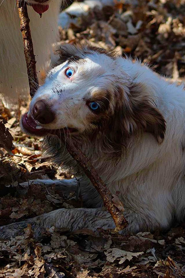 Riko participe au concours pour gagner de l'argent avec cette photo : canidae, carnivore, companion_dog, dog, dog_breed, fawn, fur, gun_dog, hunting_dog, liver, retriever, silken_windhound, snout, spaniel, sporting_group, terrestrial_animal, whiskers, wildlife, wood, working_animal