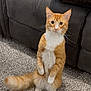 cat, orange_tabby, tabby, pet, domestic_animal, indoor, carpet, couch, sitting_up, upright, whiskers, paws, tail, fur, portrait, curious, alert, cute, living_room, furniture