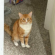 Espoja is registered to the contest to win money with this photo: cat, orange_cat, tabby, ginger_cat, pet, indoor, sitting, carpet, paws, tail, whiskers, ears, eyes, looking_at_camera, portrait, doorway, box, packaging, home, relaxed