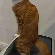 Chunky is registered to the contest to win money with this photo: cat, orange_tabby, ginger_cat, white_paws, litter_box, indoor, standing, tail, whiskers, ears, fur, paw, looking_at_camera, portrait, home, wall, shadow, pet, curious, confident