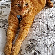 Opie is registered to the contest to win money with this photo: animal, bed, bell, cat, closeup, collar, domestic_cat, ears, feline, floral_pattern, fur, ginger_cat, indoor, paws, pet, quilt, relaxed, resting, stretching, whiskers