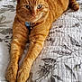 animal, bed, bell, cat, closeup, collar, domestic_cat, ears, feline, floral_pattern, fur, ginger_cat, indoor, paws, pet, quilt, relaxed, resting, stretching, whiskers
