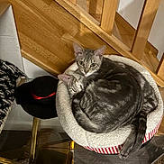 Torretto participe au concours pour gagner de l'argent avec cette photo : alert_cat, animal, cat, cozy, curled_up, domestic_cat, ears, face, feline, floor, fur, hat, household, indoor, pet_bed, resting, sleeping_cat, tabby_cat, tail, wooden_stairs