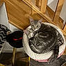 alert_cat, animal, cat, cozy, curled_up, domestic_cat, ears, face, feline, floor, fur, hat, household, indoor, pet_bed, resting, sleeping_cat, tabby_cat, tail, wooden_stairs