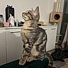 animal, cat, cat_tree, contemplative, couch, cozy, domestic, ears, furniture, household_items, indoor, looking_up, mammal, perched, pet, soft_lighting, striped_fur, tabby_cat, tail, whiskers