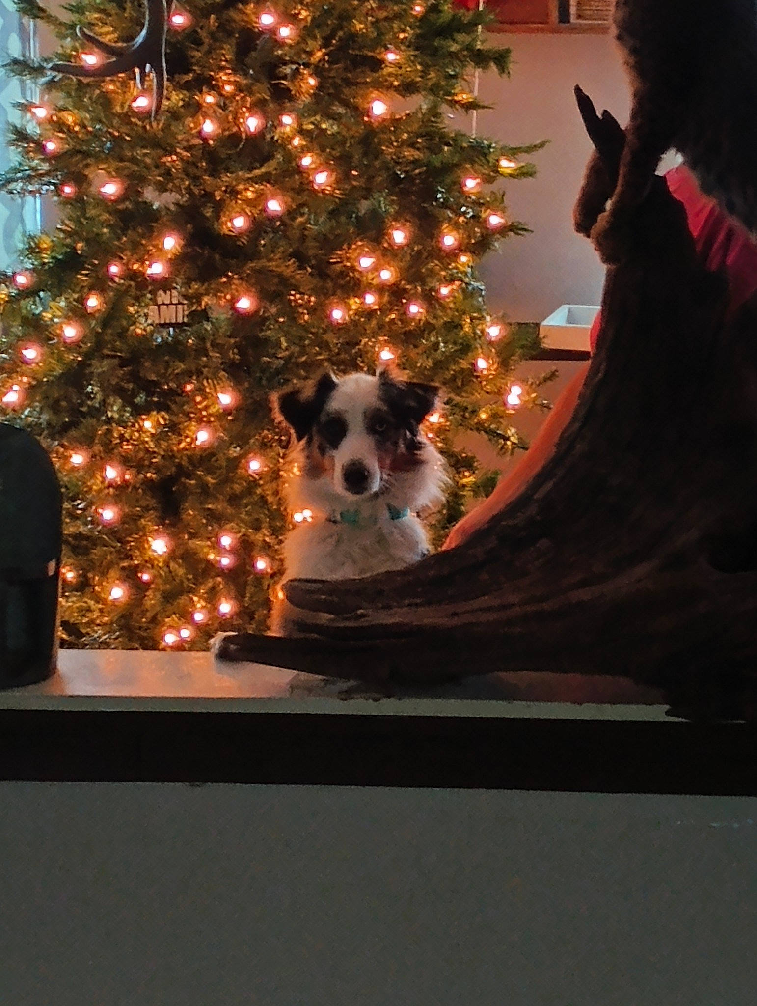 Dahlia is registered to the contest to win money with this photo: canidae, carnivore, christmas, christmas_decoration, christmas_ornament, christmas_tree, companion_dog, conifer, dog, dog_breed, event, evergreen, fawn, holiday, holiday_ornament, ornament, plant, sporting_group, tree, window