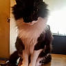 Jazzy is registered to the contest to win money with this photo: cat, black_and_white, fluffy, indoor, table, wooden_surface, pet, animal, feline, sitting, fur, whiskers, door, background, shadow, domestic, cute, household, companion, quiet