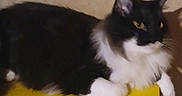 Jazzy is registered to the contest to win money with this photo: cat, black_and_white, feline, indoor, pet, animal, resting, yellow_surface, fur, whiskers, ears, paws, mammal, domestic, cute, relaxed, side_view, low_light, blurred, portrait