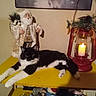 Jazzy is registered to the contest to win money with this photo: cat, black_and_white, table, yellow, santa_claus_figurine, lantern, candle, pine_cones, greenery, holiday_decor, indoor, furniture, pet, relaxing, animal, christmas, festive, decoration, warm_lighting, cozy