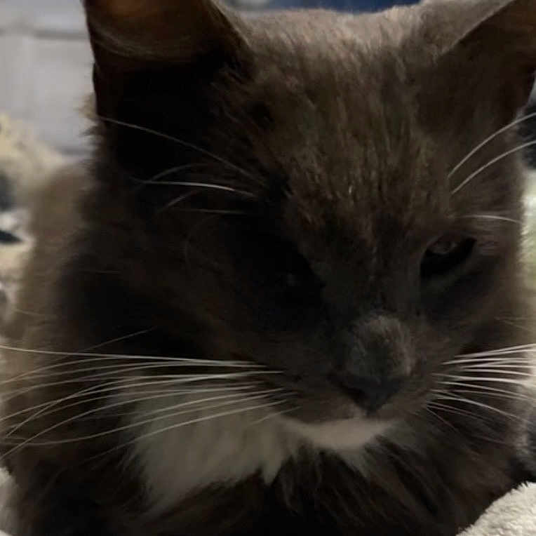 Felix