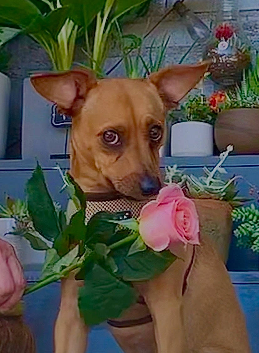 Mocha is registered to the contest to win money with this photo: carnivore, companion_dog, dog, dog_breed, dog_supply, fawn, floral_design, flower, flower_arranging, flowerpot, grass, houseplant, liver, pet_supply, petal, plant, snout, terrestrial_plant, whiskers, working_animal