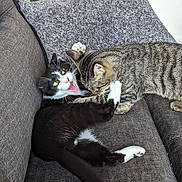 Jack And Lloyd joined the competition — help win amazing prizes! cat, cats, black_and_white_cat, tabby_cat, playing, couch, blanket, indoor, pet, feline, fur, paw, whiskers, cute, animal, domestic_animal, two_cats, funny_expression, living_room, cozy