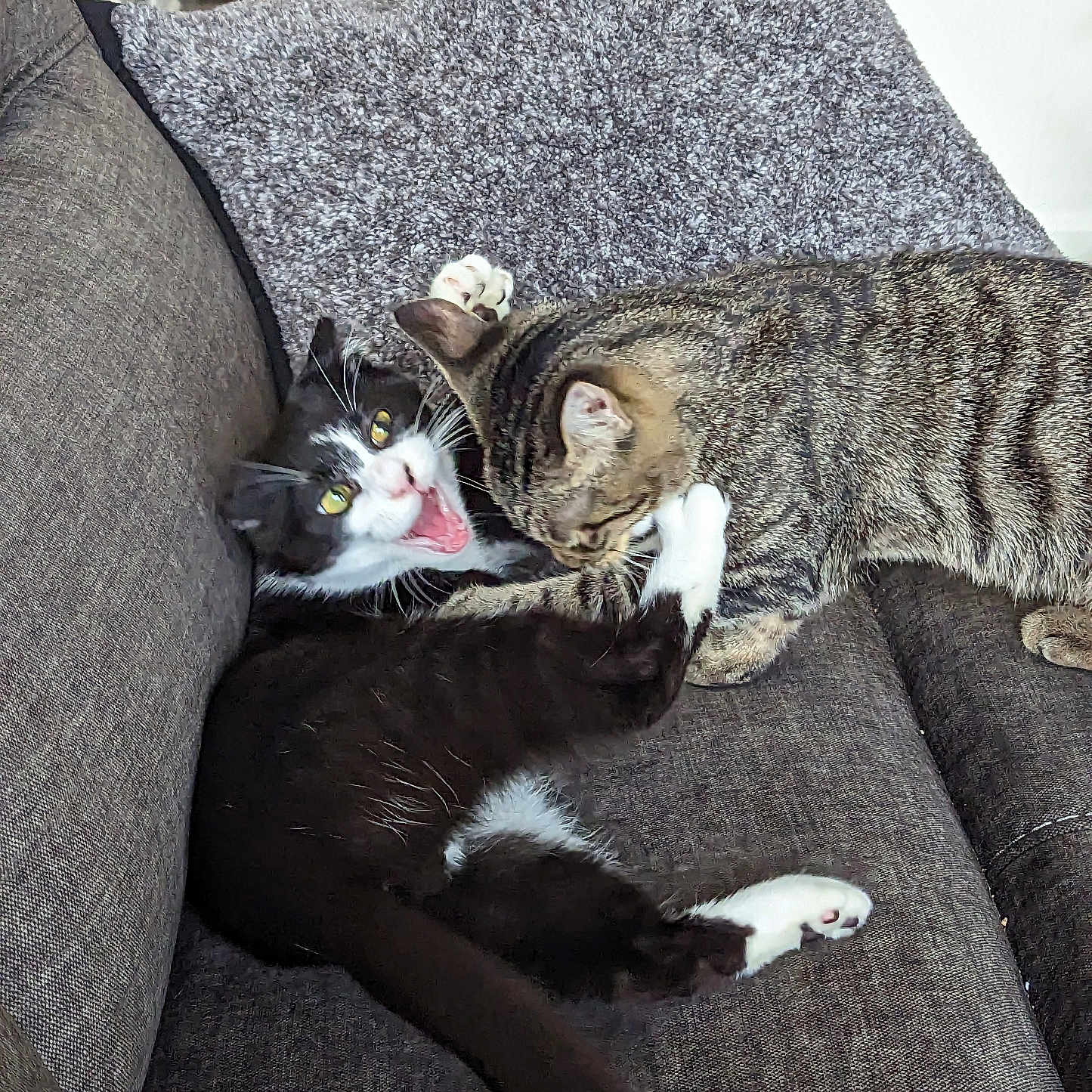 Jack And Lloyd joined the competition — help win amazing prizes! animal, black_and_white_cat, blanket, cat, cats, couch, cozy, cute, domestic_animal, feline, funny_expression, fur, indoor, living_room, paw, pet, playing, tabby_cat, two_cats, whiskers