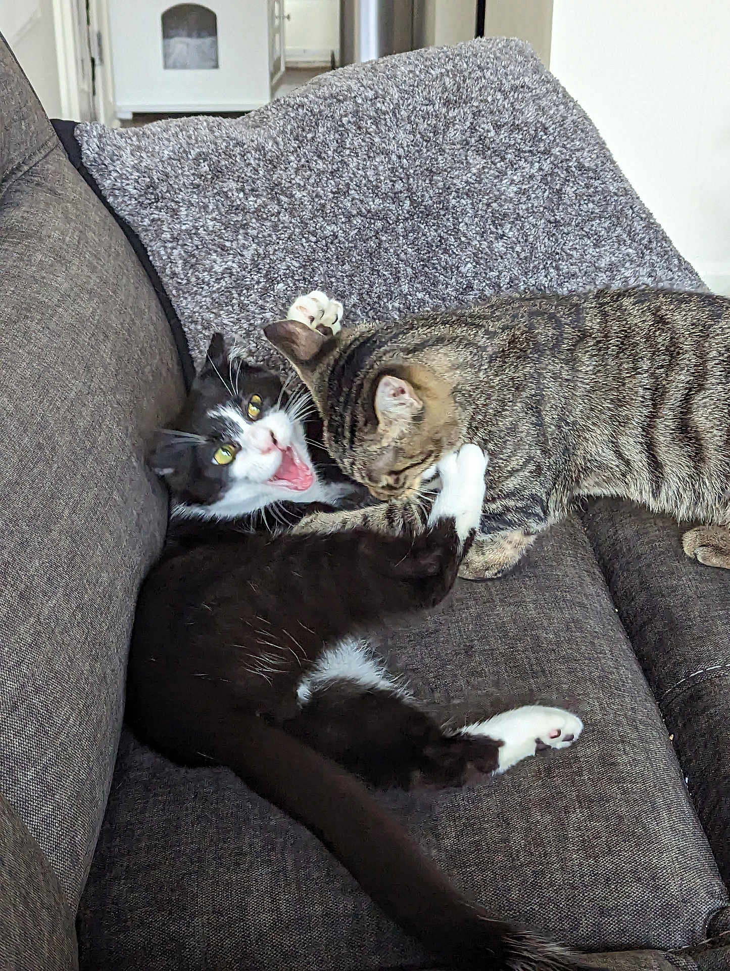 Jack And Lloyd joined the competition — help win amazing prizes! cat, cats, black_and_white_cat, tabby_cat, playing, couch, blanket, indoor, pet, feline, fur, paw, whiskers, cute, animal, domestic_animal, two_cats, funny_expression, living_room, cozy