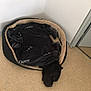 Django a rejoint le concours — aidez-le/la à gagner de superbes lots ! dog, blanket, pet_bed, black_dog, sleeping, cozy, indoor, floor, corner, resting, animal, canine, fur, quiet, home, comfort, relaxation, snug, wrapped, peaceful
