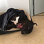 dog, black_dog, tongue_out, dog_bed, blanket, indoor, floor, wall, door, relaxed, pet, animal, playful, canine, resting, tongue, lying_down, cozy, white_patch, house