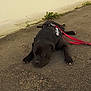 Django a rejoint le concours — aidez-le/la à gagner de superbes lots ! animal, asphalt, black_dog, calm, canine, daytime, dog, ground, harness, leash, nature, outdoor, pavement, pet, plant, quiet, relaxed, resting, sidewalk, wall