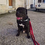 Django a rejoint le concours — aidez-le/la à gagner de superbes lots ! black_dog, canine, daylight, dog, door, gravel, happy, house, leash, outdoor, pet, residential_area, sidewalk, sitting, street, sunny, tongue_out, urban, vehicle, window