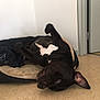 Django a rejoint le concours — aidez-le/la à gagner de superbes lots ! dog, black_dog, white_patch, dog_bed, blanket, indoor, floor, playful, pet, canine, relaxed, ear, curious, lying_down, animal, mammal, home, domestic, furniture, resting