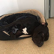 Django participe au concours pour gagner de l'argent avec cette photo : dog, black_dog, pet, bed, blanket, lying_down, indoor, floor, white_wall, relaxed, cozy, animal, canine, resting, open_door, home, domestic, fur, sleepy, companion