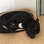 dog, black_dog, pet, bed, blanket, lying_down, indoor, floor, white_wall, relaxed, cozy, animal, canine, resting, open_door, home, domestic, fur, sleepy, companion