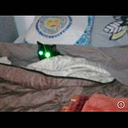 éclair participe au concours pour gagner de l'argent avec cette photo : animal, bed, blanket, cat, cozy, cute, dark, domestic_animal, fabric, feline, fur, glowing_eyes, green_eyes, home, indoor, mysterious, pet, pillow, resting, sleeping_area