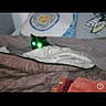 animal, bed, blanket, cat, cozy, cute, dark, domestic_animal, fabric, feline, fur, glowing_eyes, green_eyes, home, indoor, mysterious, pet, pillow, resting, sleeping_area