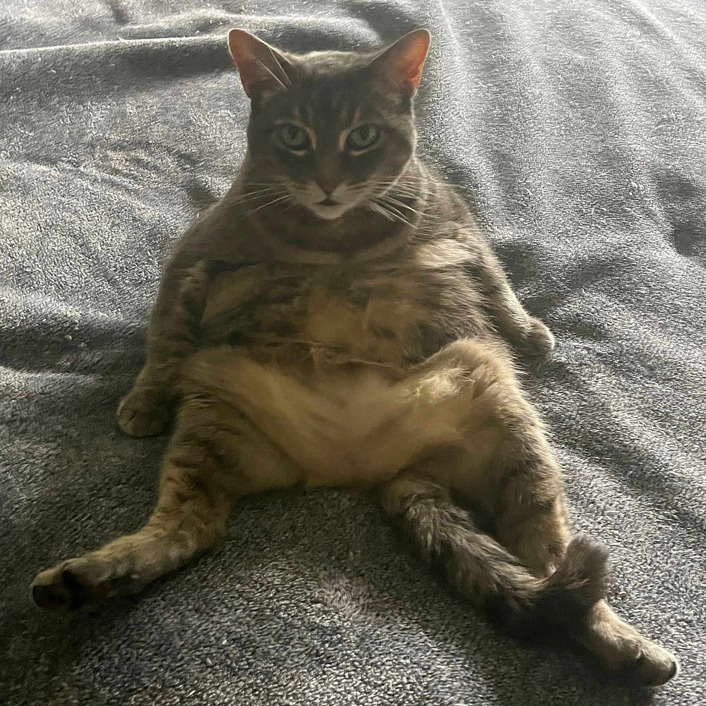Euclid joined the competition — help win amazing prizes! animal, blanket, calm, cat, cozy, cute, domestic_animal, feline, fur, gray, indoor, legs_spread, looking, pet, portrait, relaxed, resting, sitting, tabby, whiskers