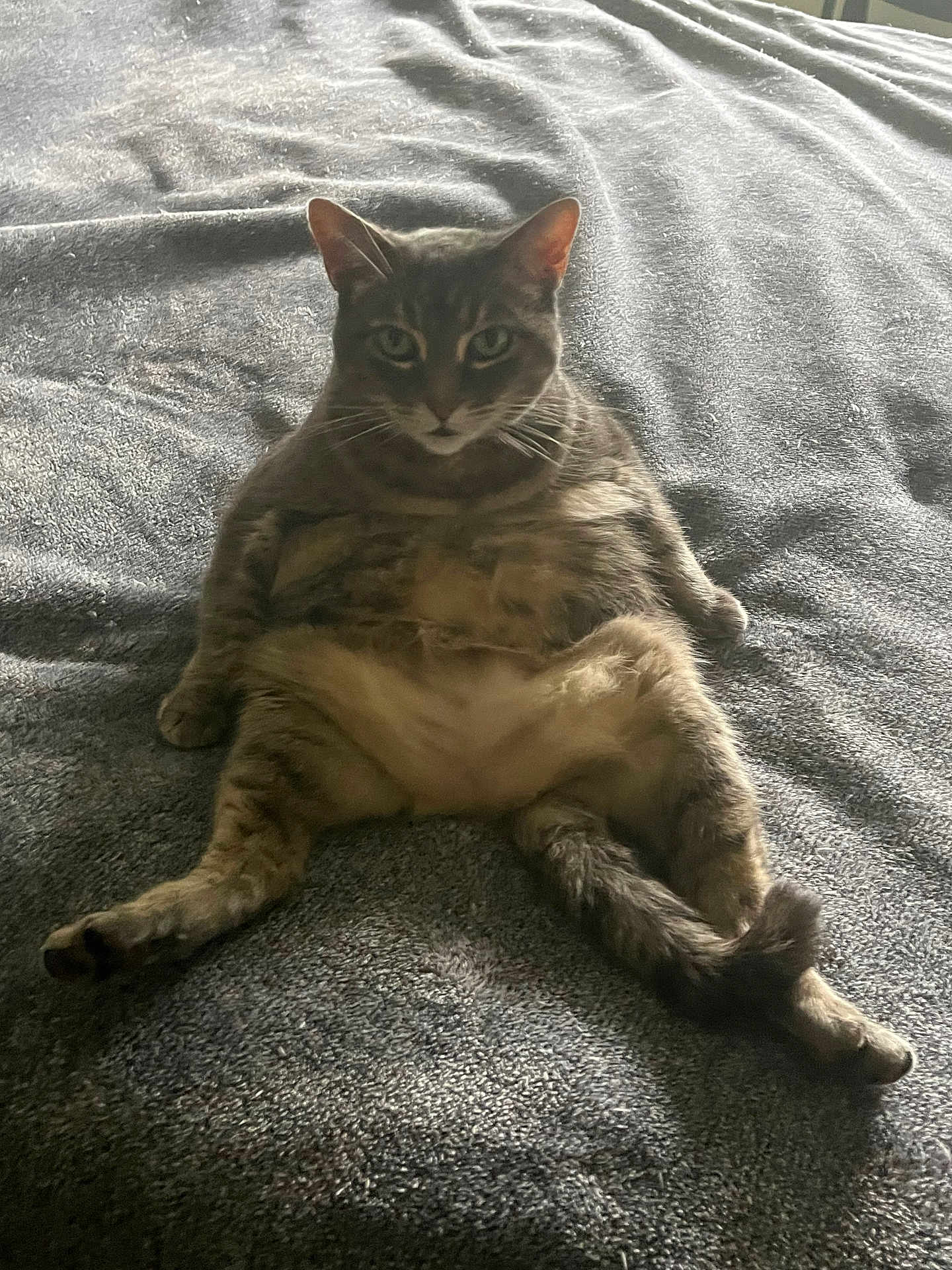 Euclid joined the competition — help win amazing prizes! cat, tabby, pet, animal, feline, sitting, relaxed, indoor, gray, blanket, fur, whiskers, cute, portrait, looking, legs_spread, resting, domestic_animal, cozy, calm