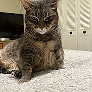 Euclid joined the competition — help win amazing prizes! tabby_cat, cat, pet, feline, whiskers, fur, bedroom, blanket, indoor, resting, animal, side_view, ears, texture, domestic_cat, household, fur_pattern, expression, close_up, relaxed