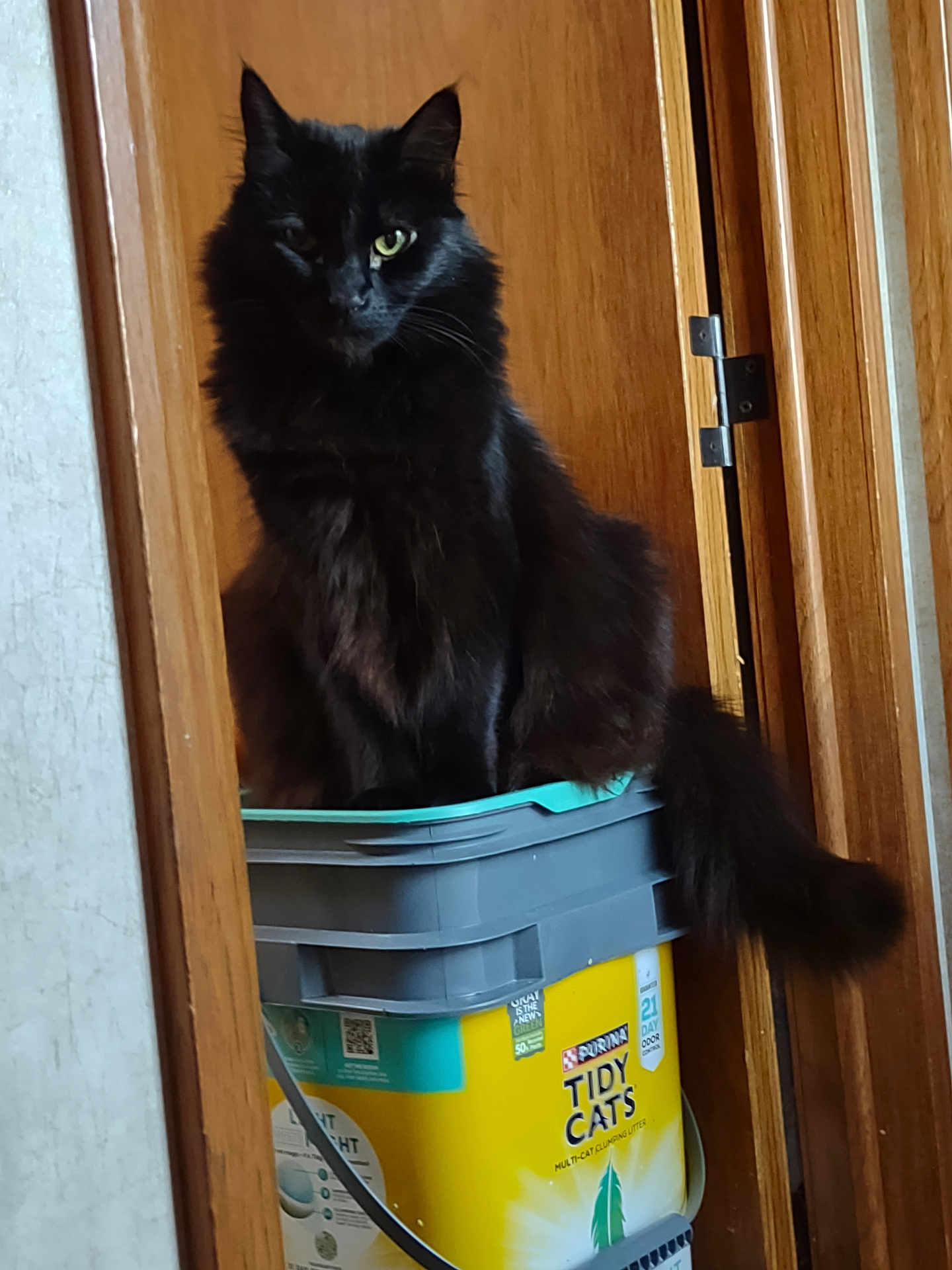 Abigail joined the competition — help win amazing prizes! animal, black_cat, cat, container, curious, domestic_animal, eyes, feline, fluffy_tail, fur, household, indoor, litter_box, looking, mystery, pet, portrait, resting, sitting, wooden_door