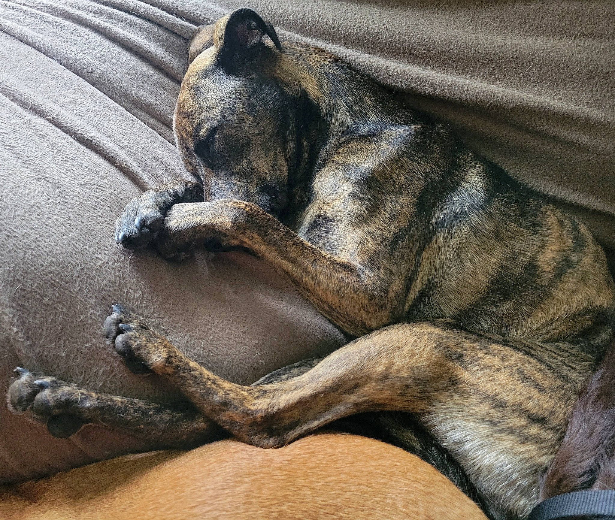 Laycee is registered to the contest to win money with this photo: bored, carnivore, close_up, comfort, companion_dog, dog, dog_breed, fawn, fur, grey, linens, nap, snout, sporting_group, tail, terrestrial_animal, whiskers, wildlife, wood, wrinkle