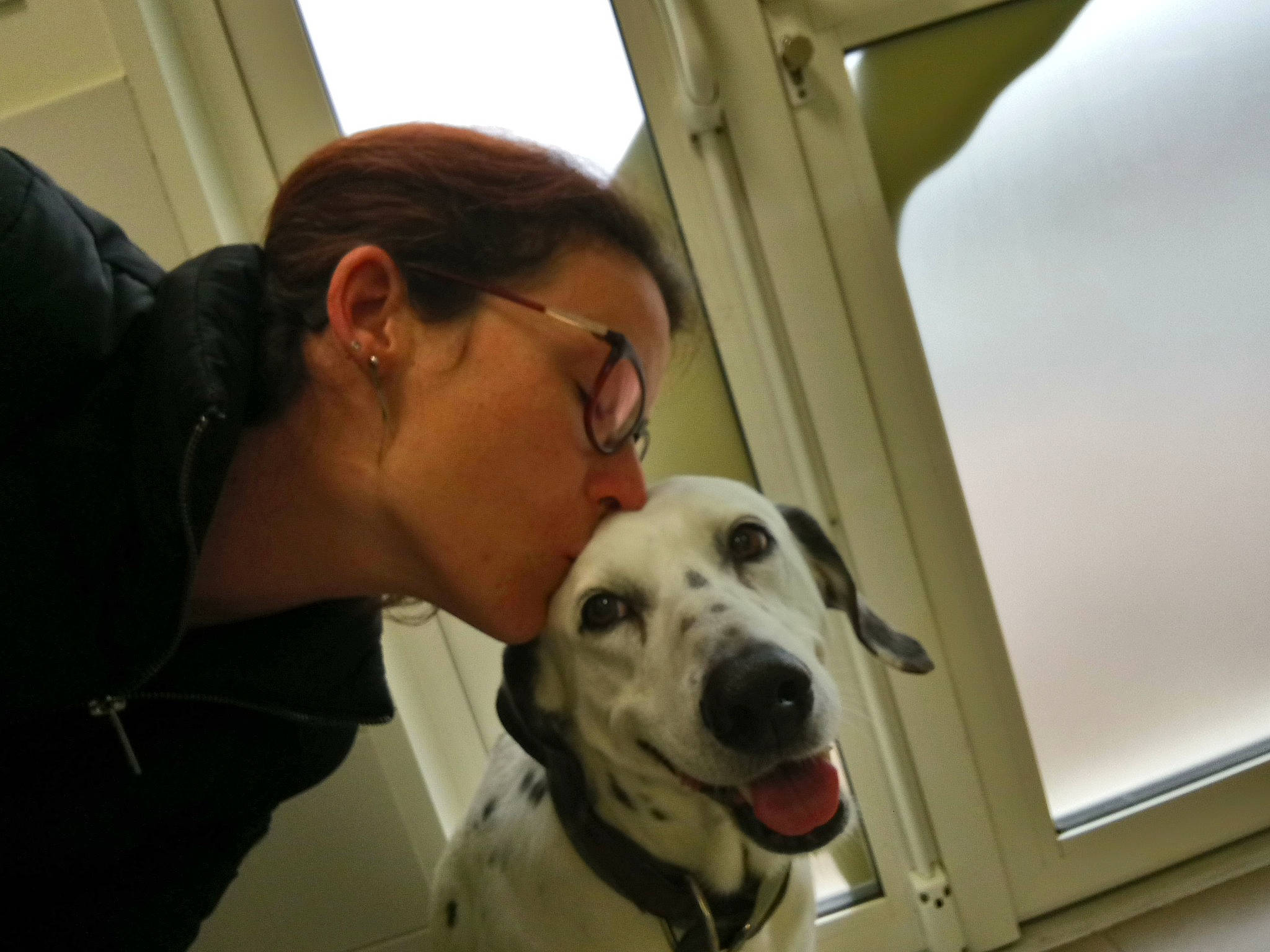 Bounty Et Oréo a rejoint le concours — aidez-le/la à gagner de superbes lots ! canidae, carnivore, dalmatian, dog, dog_breed, great_dane, guard_dog, jaw, mammal, non_sporting_group, nose, person, puppy_love, snout, sporting_group, vertebrate