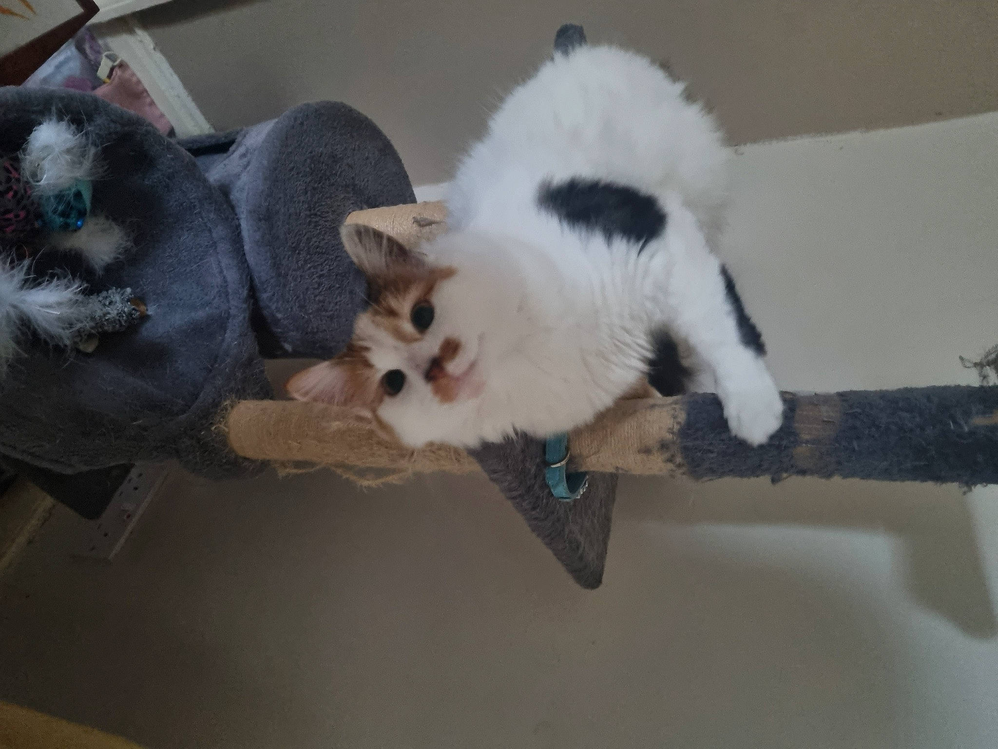 Mikki is registered to the contest to win money with this photo: balinese, canidae, carnivore, cat, claw, companion_dog, dog_breed, domestic_short_haired_cat, fawn, felidae, fur, paw, small_to_medium_sized_cats, snout, tail, thai, whiskers