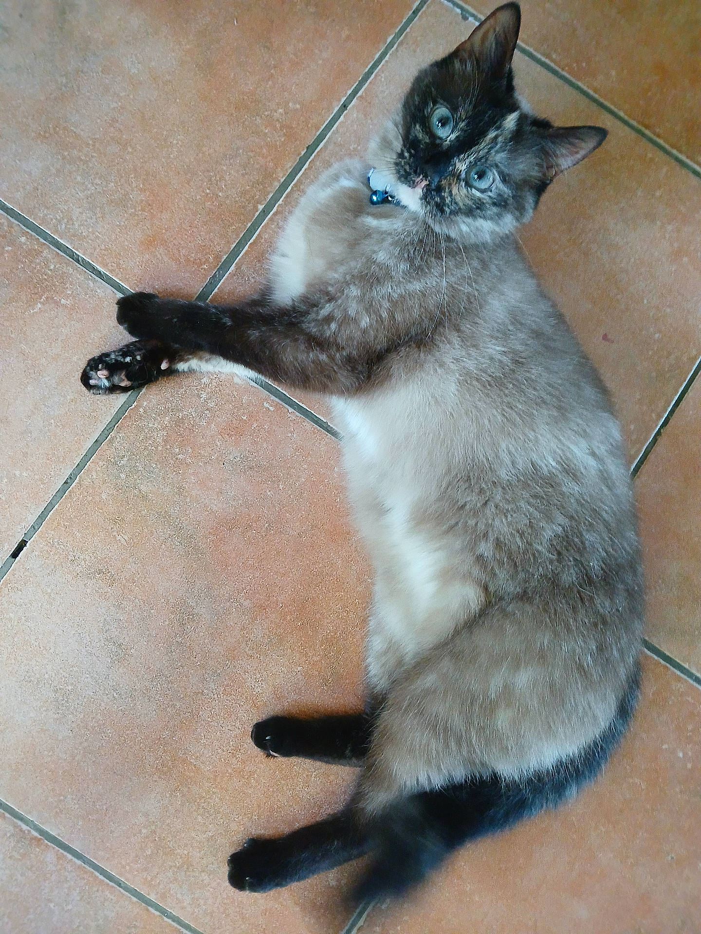 Kipi a rejoint le concours — aidez-le/la à gagner de superbes lots ! abyssinian, accessories, animal, blackcat, cat, kitten, leash, manx, pet, siamese, strap, tile