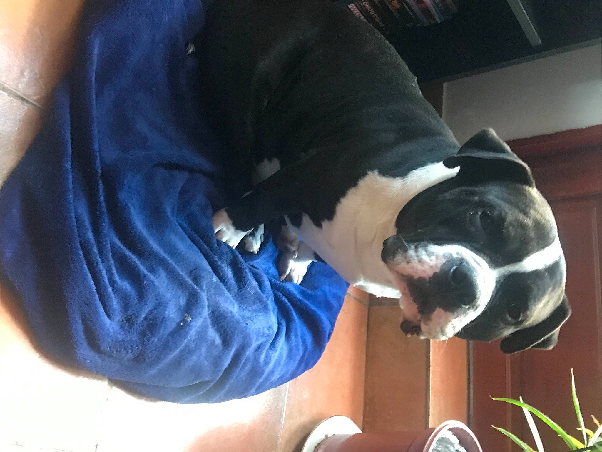 Micro participe au concours pour gagner de l'argent avec cette photo : canidae, carnivore, comfort, companion_dog, dog, dog_breed, ear, elbow, electric_blue, fawn, fur, gesture, human_leg, jaw, sleeve, snout, sporting_group, tail, whiskers, working_animal