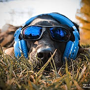 Rayna joined the competition — help win amazing prizes! accessories, animal, canine, dog, electronics, face, glasses, grass, head, headphones, hound, outdoors, person, pet, photography, plant, portrait, puppy, sphere, sunglasses