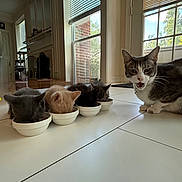 Bruno joined the competition — help win amazing prizes! animal, bowls, cat, cute, domestic_cat, feeding, floor, fur, gray_cat, group, indoor, kitten, lined_up, mouth_open, natural_light, orange_kitten, pets, tile_floor, whiskers, window