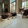 animal, bowls, cat, cute, domestic_cat, feeding, floor, fur, gray_cat, group, indoor, kitten, lined_up, mouth_open, natural_light, orange_kitten, pets, tile_floor, whiskers, window